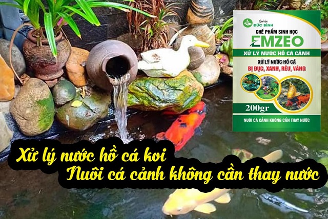 Sử dụng men vi sinh Emzeo là giải pháp xử lý hồ cá cảnh không cần thay nước thường xuyên