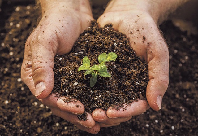 Ủ vỏ trứng với phân bón cây sẽ giúp tăng hiệu quả