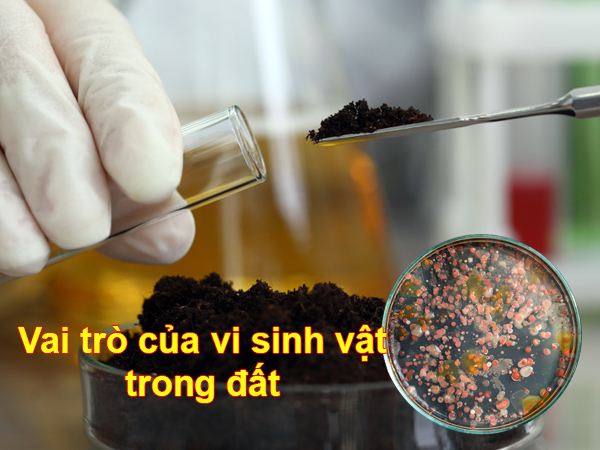 Vai trò của vi sinh vật đối với đất trong canh tác nông nghiệp