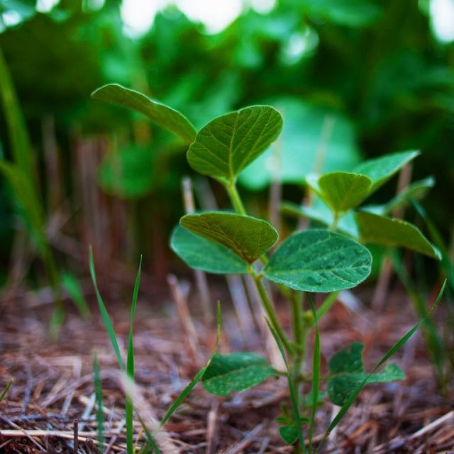 Vi sinh vật giúp cây sinh trưởng tốt hơn