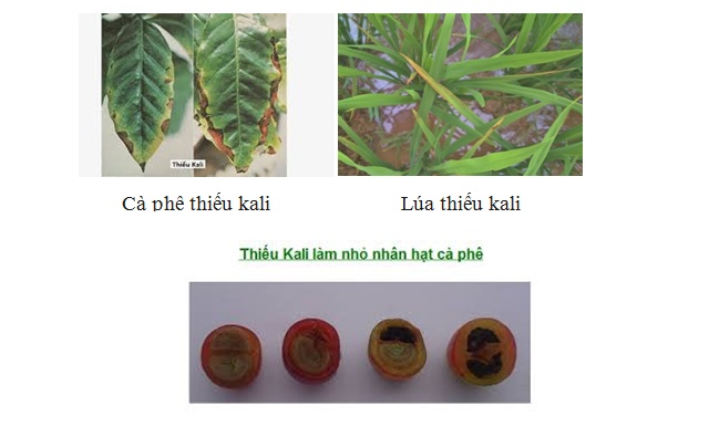 Một số vi sinh vật có lợi cho đất và cây trồng