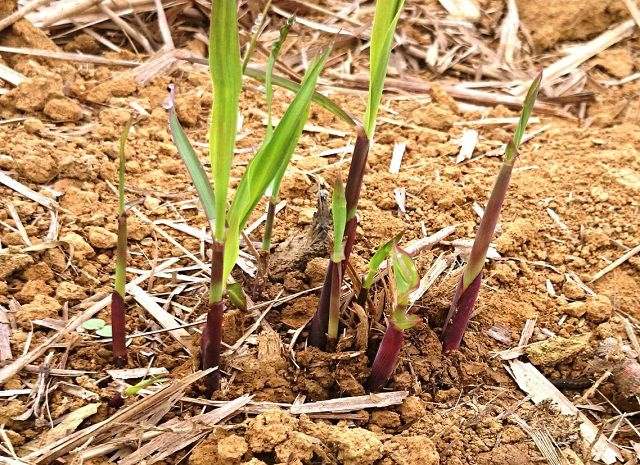 Các trường hợp cần sử dụng phân bón lá cho cây