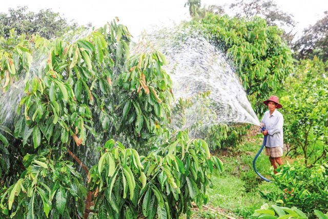 Cách làm tăng độ ngọt cho quả an toàn, hiệu quả