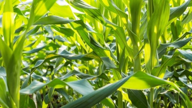 Những yếu tố tác động tới hiệu quả của phân bón lá