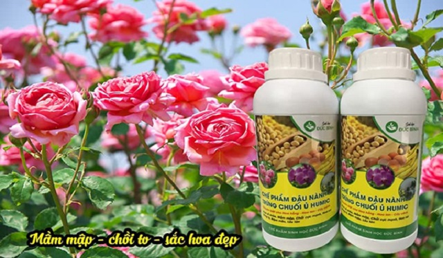 Chế phẩm đậu nành trứng chuối humic