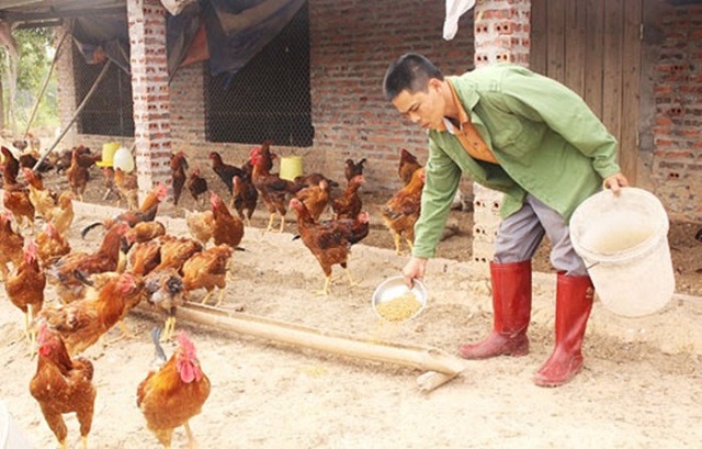 Có thể trộn men tỏi vào thức ăn cho vật nuôi