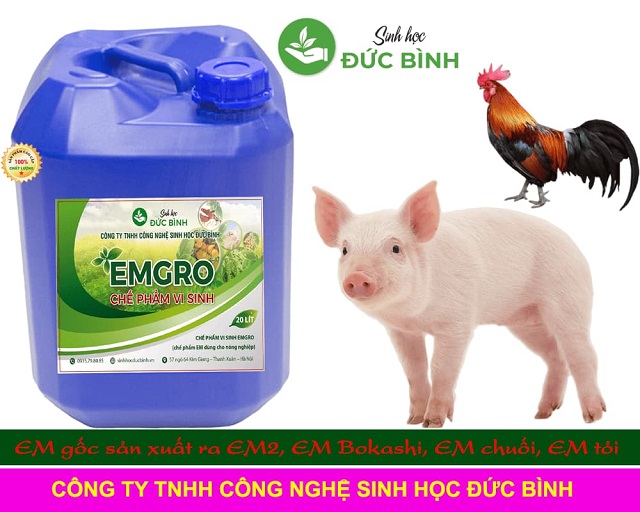EM gốc được ứng dụng trong chăn nuôi