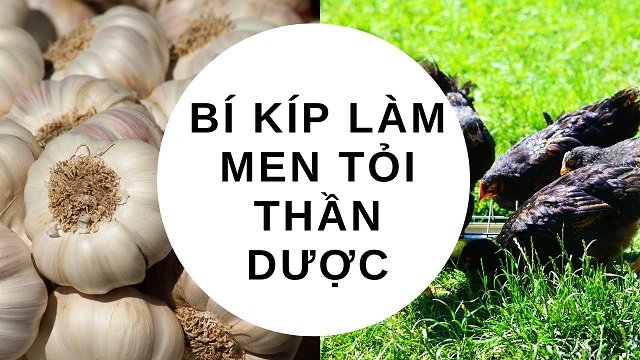 Men tỏi có rất nhiều công dụng tốt với vật nuôi