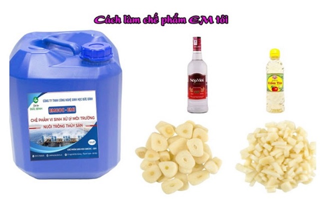 Cách làm chế phẩm EM tỏi