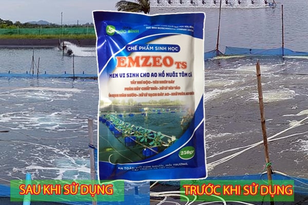 Men vi sinh xử lý nước ao tôm EmzeoTS làm sạch nước ao tôm, xử lý sạch đáy, khử khí độc vô cùng hiệu quả