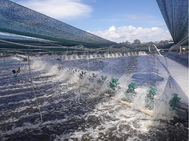 Lưu ý khi sử dụng chế phẩm sinh học EM trong nuôi tôm cá