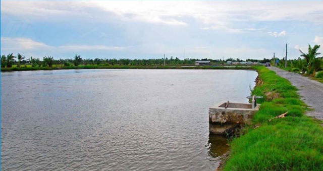 1. Vì sao cần phải xử lý ao nuôi tôm cá?