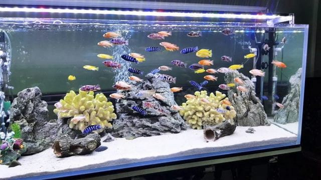 Bạn nên lắp đặt đèn thủy sinh trong bể nuôi cá