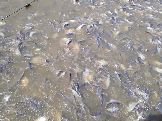 Loạt tác hại của bùn đáy ao nuôi tôm cá có thể bạn chưa biết