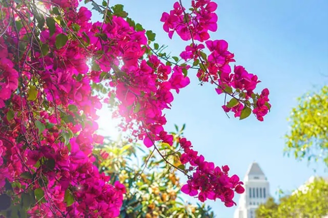 Cách làm hoa giấy ra hoa quanh năm