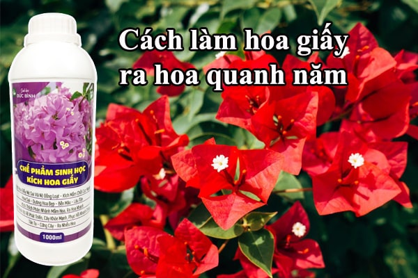 Cách làm hoa giấy ra hoa quanh năm đẹp và lâu tàn
