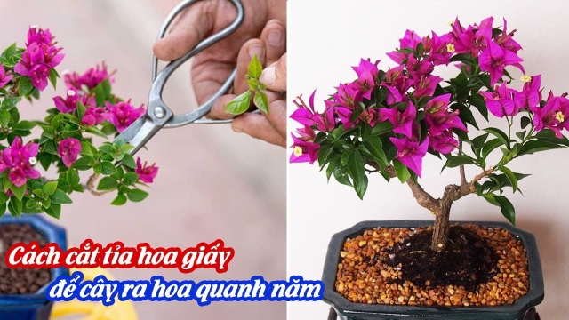 Cách làm hoa giấy ra hoa quanh năm