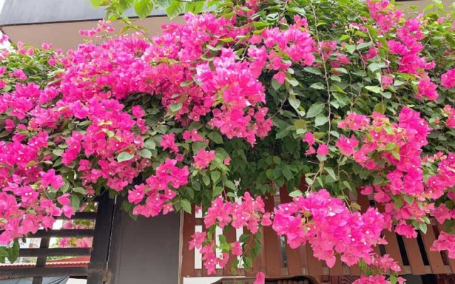 Sự cần thiết phải bón phân cho hoa giấy