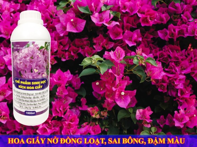 Chế phẩm sinh học kích hoa giấy giúp hoa nở đồng loạt và đẹp hơn