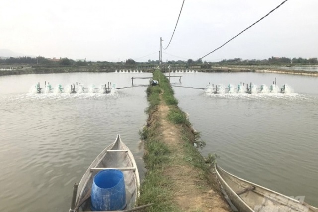 Có nhiều nguyên nhân khiến ao nuôi tôm bị ô nhiễm