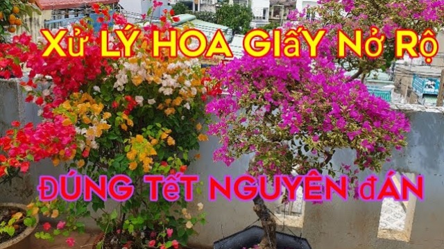 Để hoa giấy nở đúng Tết cần chú ý đến kỹ thuật cắt nước