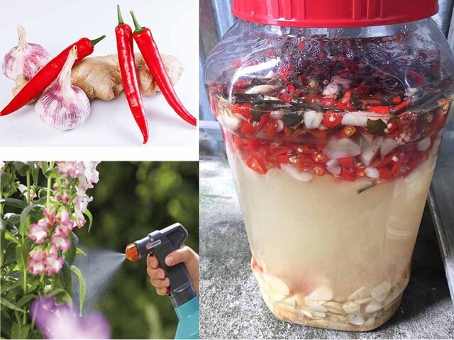 GE gừng tỏi ớt là gì?