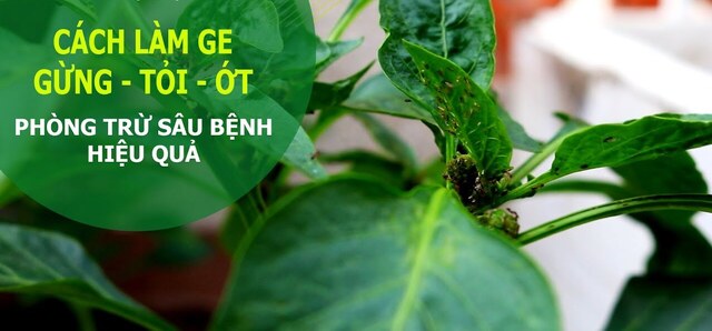 Tiến hành quy trình ủ GE gừng tỏi ớt tại nhà