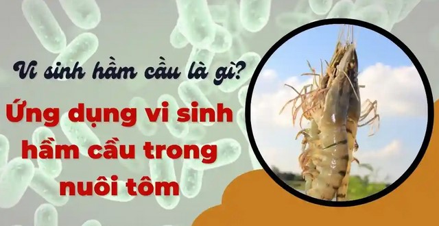 1. Vi sinh hầm cầu trong nuôi tôm là gì?