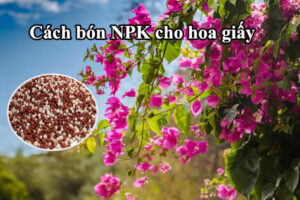 Hướng dẫn cách bón NPK cho hoa giấy đúng chuẩn kỹ thuật