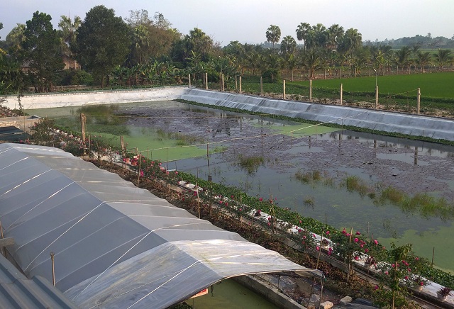 Ao hồ nuôi ốc nhồi cần được xử lý sạch chất thải ô nhiễm