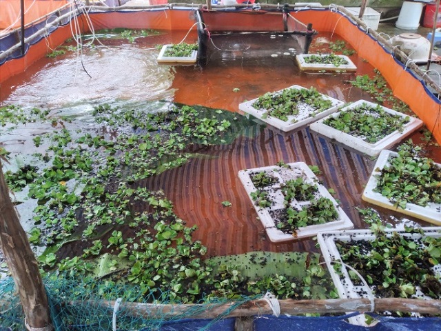 Cần chú ý gây màu nước ao trước khi thả ốc