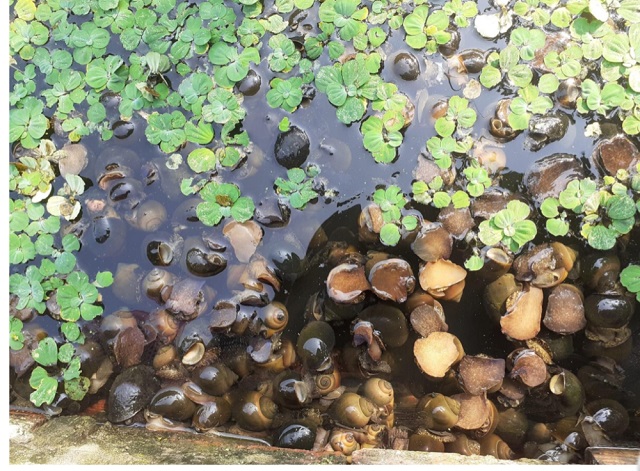 Kỹ thuật nuôi ốc nhồi cần chú ý đến cách xử lý nước nuôi ốc bươu đen