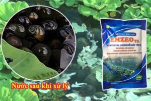 Xử lý nước nuôi ốc bươu đen bằng chế phẩm sinh học mang lại nhiều lợi ích to lớn