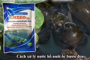 Cách xử lý nước nuôi ốc bươu đen bằng chế phẩm sinh học