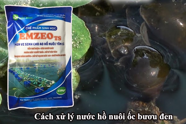 Cách xử lý nước nuôi ốc bươu đen bằng chế phẩm sinh học