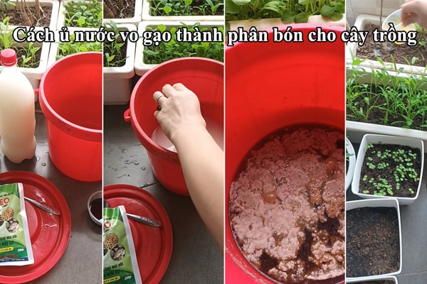 Cách sử dụng nước vo gạo tưới cây hiệu quả nhất hiện nay