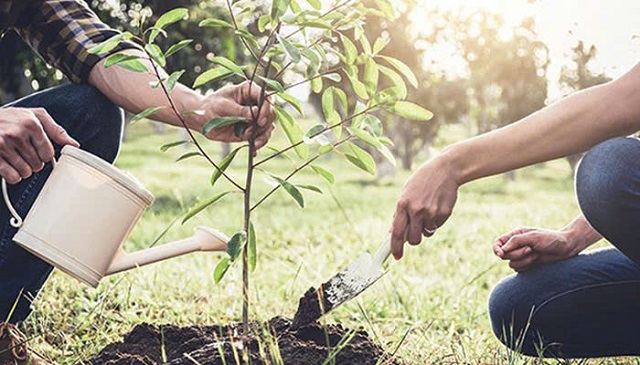 Bạn có 3 cách bón phân NPK đơn giản, dễ thực hiện