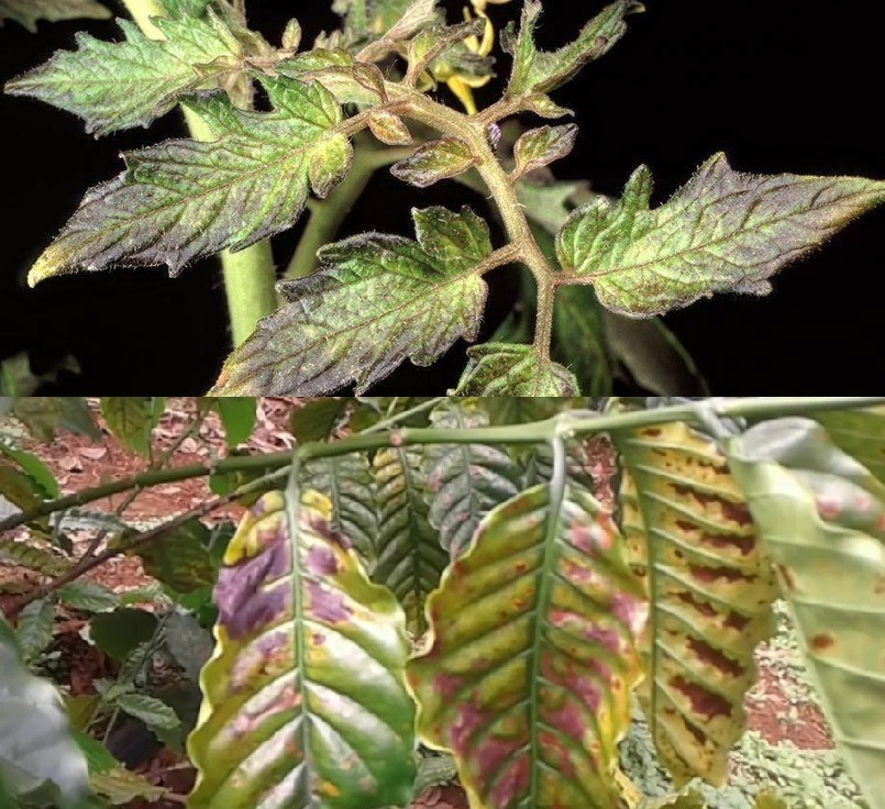 Biểu hiện và tác hại từ cây trồng bị thiếu lân Biểu hiện và tác hại từ cây trồng bị thiếu lân