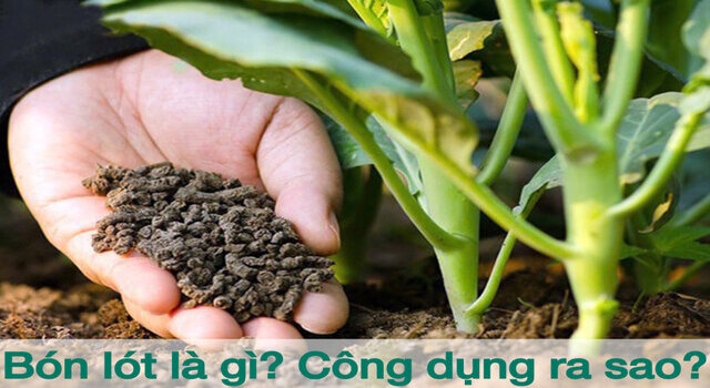 Bón lót có rất nhiều công dụng tuyệt vời đối với cây trồng