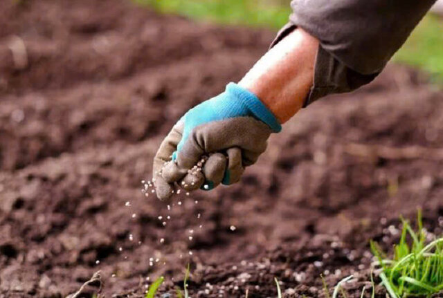 Cách bón lót khá đơn giản, dễ thực hiện Cách bón lót khá đơn giản, dễ thực hiện