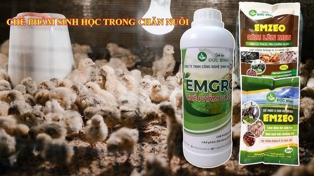 Chế phẩm sinh học xử lý môi trường giảm mùi hôi chuồng trại hiệu quả Chế phẩm sinh học xử lý môi trường giảm mùi hôi chuồng trại hiệu quả