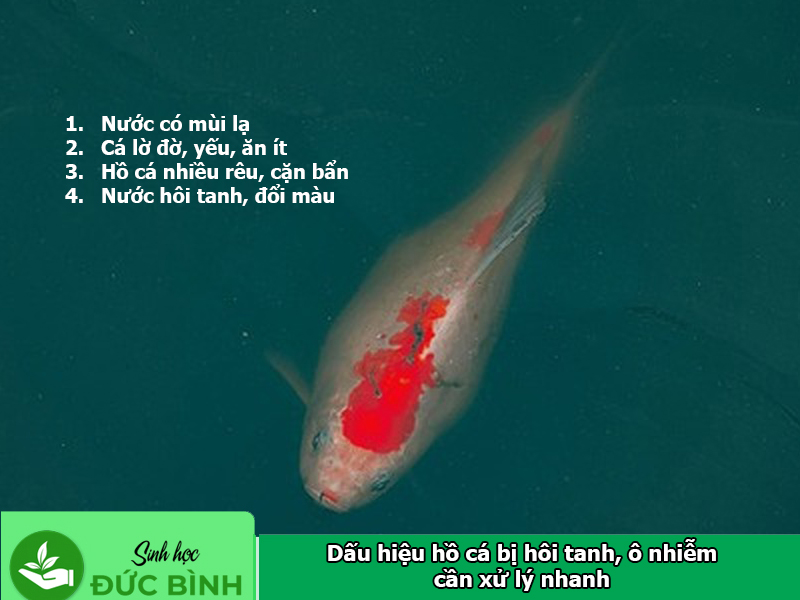 Dấu hiệu hồ cá bị hôi tanh, ô nhiễm cần xử lý nhanh