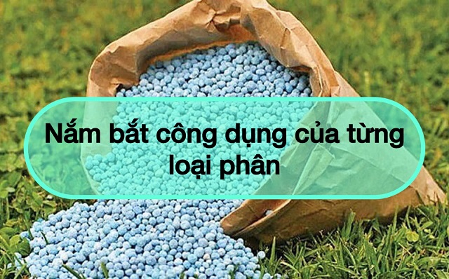 Hiểu tác dụng của phân rất cần thiết khi bón phân cho cây