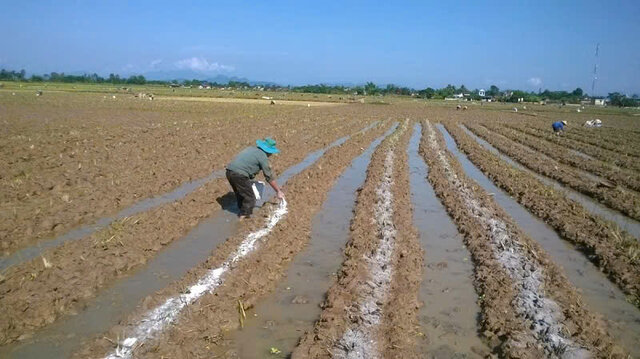Hiểu về liều lượng khi phân bón lót (phân bón lót là gì, loại nào tốt? Kỹ thuật bón lót) Hiểu về liều lượng khi phân bón lót (phân bón lót là gì, loại nào tốt? Kỹ thuật bón lót)