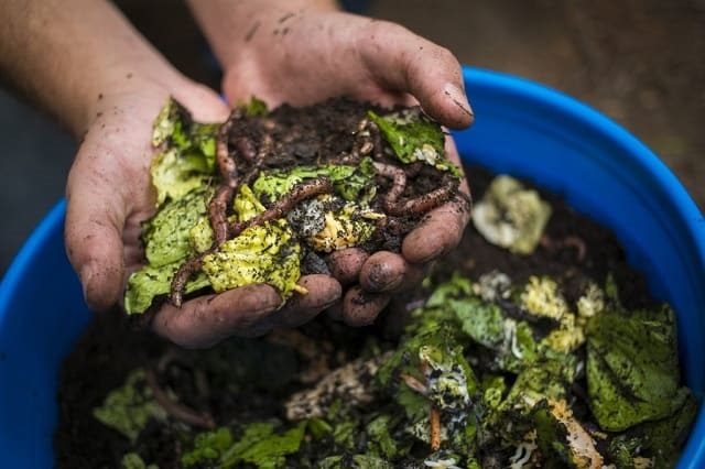 Khám phá về thành phần cấu thành của mùn bã hữu cơ Khám phá về thành phần cấu thành của mùn bã hữu cơ