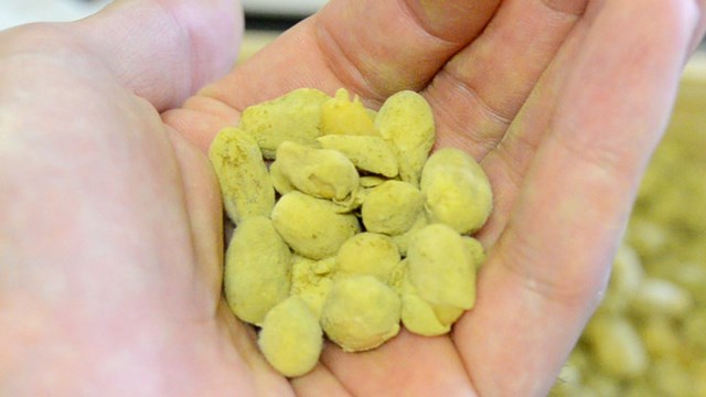 Môi trường nuôi mốc phải đảm bảo nhiệt độ và độ ẩm phù hợp Môi trường nuôi mốc phải đảm bảo nhiệt độ và độ ẩm phù hợp