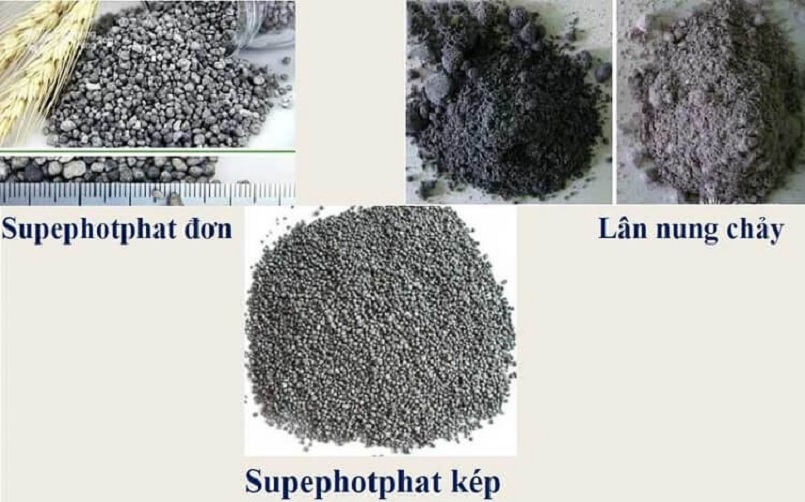 Một số loại phân lân chế biến phổ biến Một số loại phân lân chế biến phổ biến