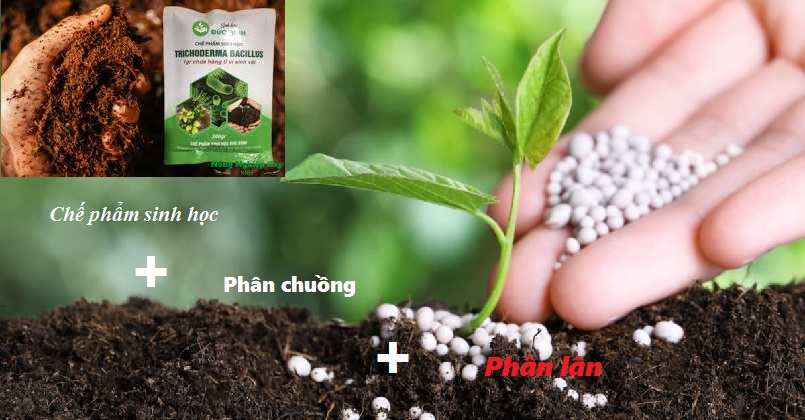 Nên sử dụng chế phẩm sinh học trong ủ phân chuồng với phân lân Nên sử dụng chế phẩm sinh học trong ủ phân chuồng với phân lân