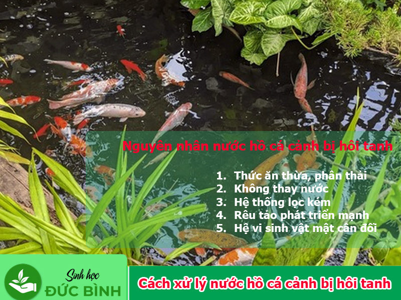 Nguyên nhân nước hồ cá cảnh bị hôi tanh