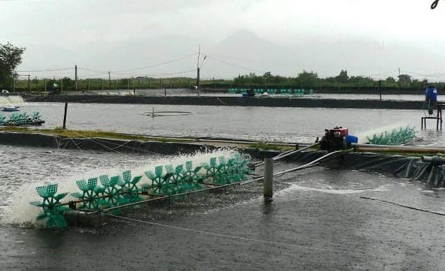 Nước nuôi tôm có thể được xử lý bằng các loại chế phẩm vi sinh Nước nuôi tôm có thể được xử lý bằng các loại chế phẩm vi sinh